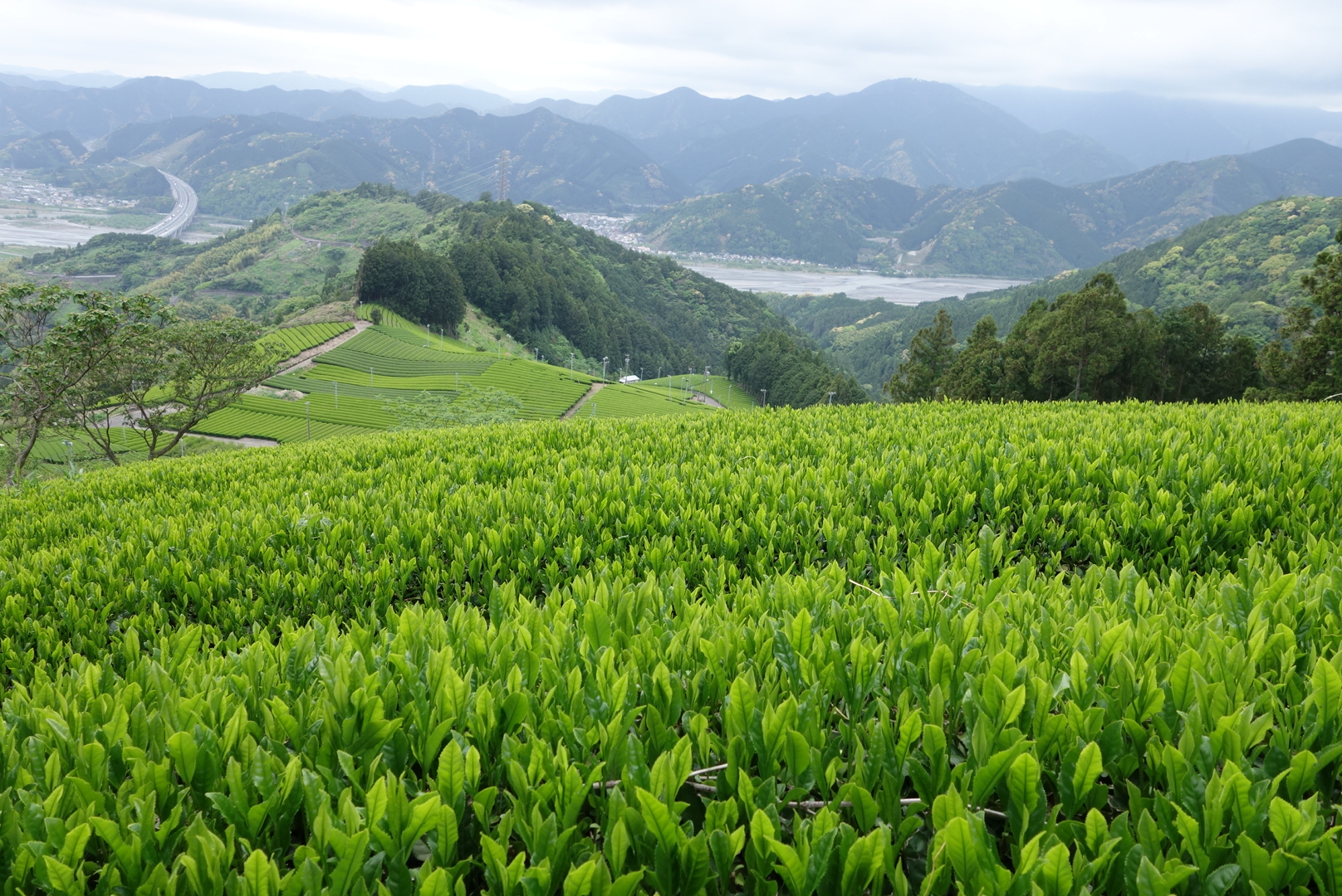 PIANTAGIONE-JAPAN
