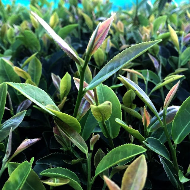 Tè nero giapponese Zairai di Murakami Tea Garden 1st flush- 80gr - immagine 3